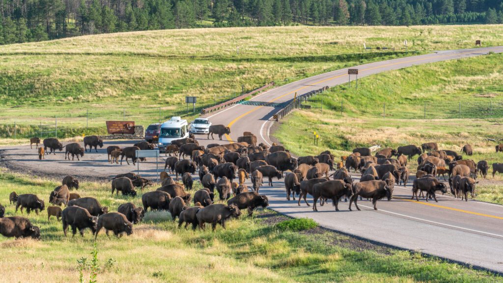 Custer State Park Travel Guide USA Tourist Custer State Park Travel Guide USA Tourist