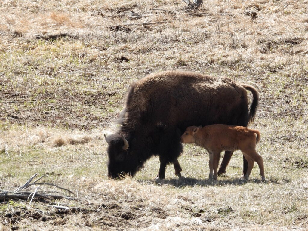 This article describes the top 5 places to visit in Yellowstone National Park and things to do at each place. Bison calf and mother in the Lamar Valley of Yellowstone National Park.