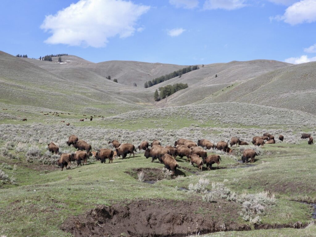 This article describes the top 5 places to visit in Yellowstone National Park and things to do at each place. A herd of Bison roaming through the Lamar Valley of Yellowstone National Park, Wyoming