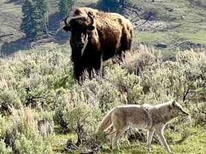 This article describes the top 5 places to visit in Yellowstone National Park and things to do at each place. A coyote strolls by a bison in the Lamar Valley of Yellowstone National Park.