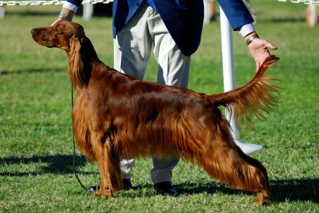 Pedigree dog being judged at a dog show.