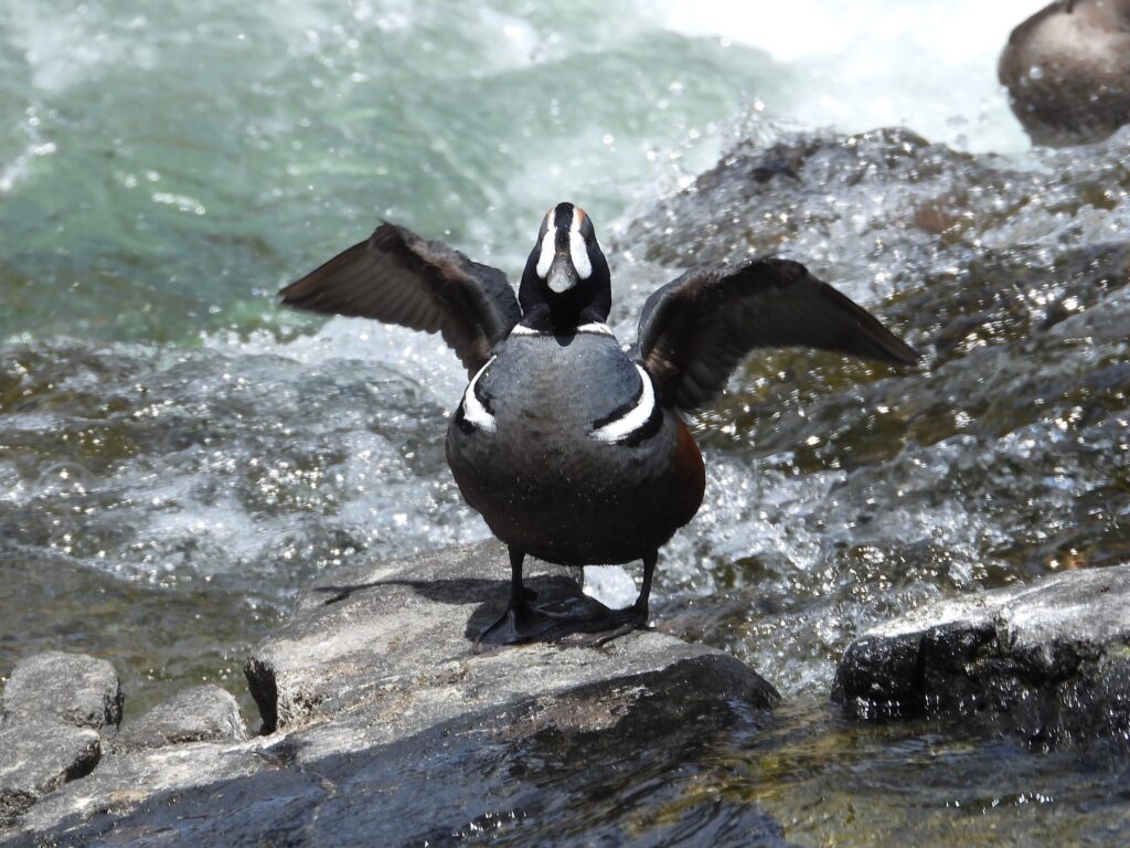 Top Scenic Drives and Top Attractions Yellowstone National Park Male Harlequin Duck at LeHardy Rapids,