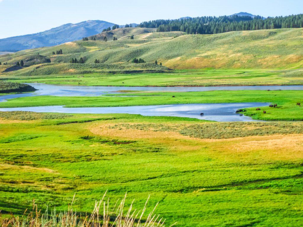 Top Scenic Drives and Top Attractions Yellowstone National Park Hayden Valley 