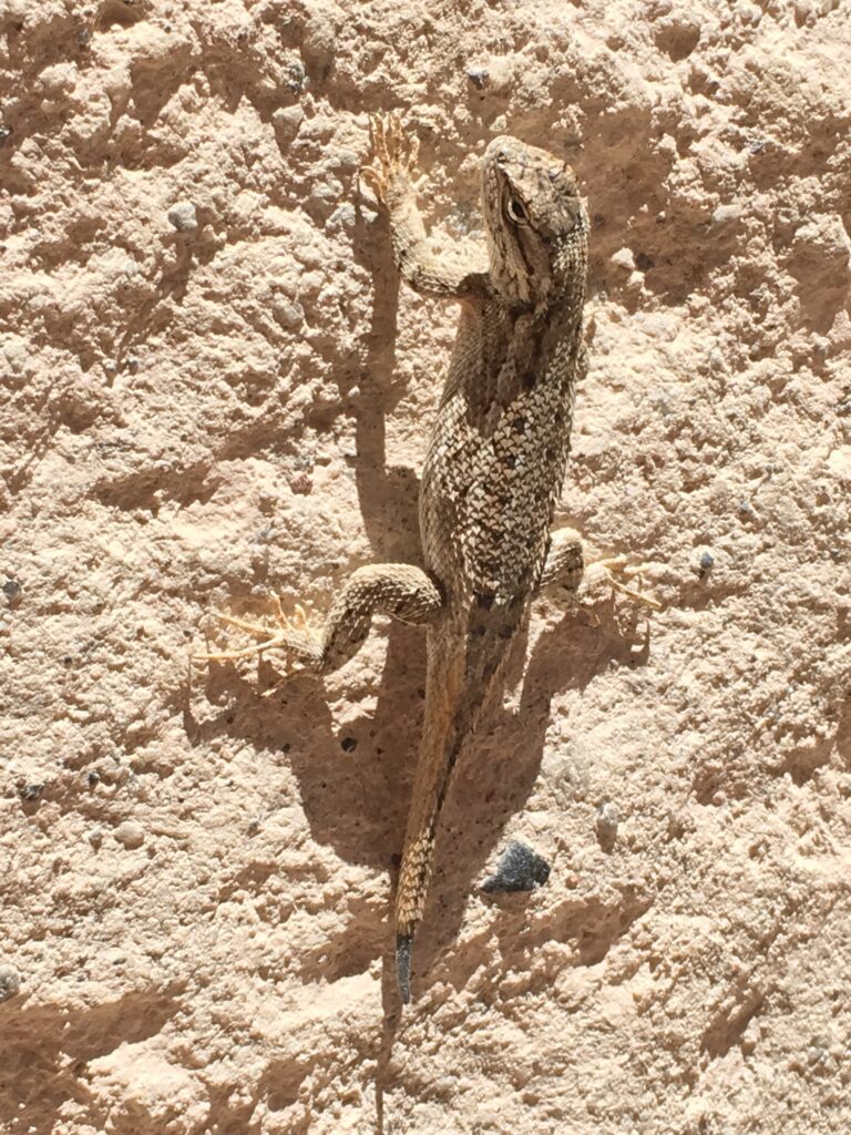 One of several lizards we saw along this hike.